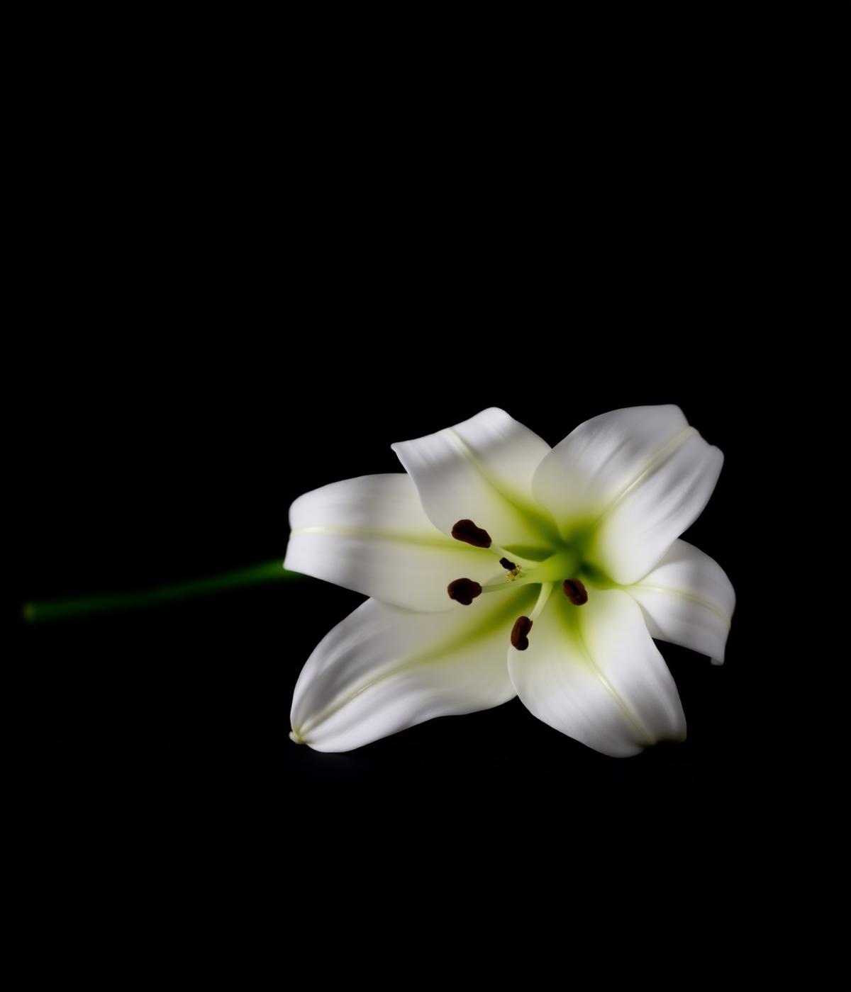 White lily symbolising peace